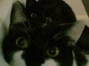 katzen.jpg