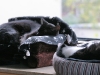 katzen2.jpg