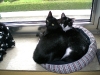 katzen4.jpg