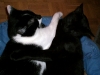 katzen8.jpg